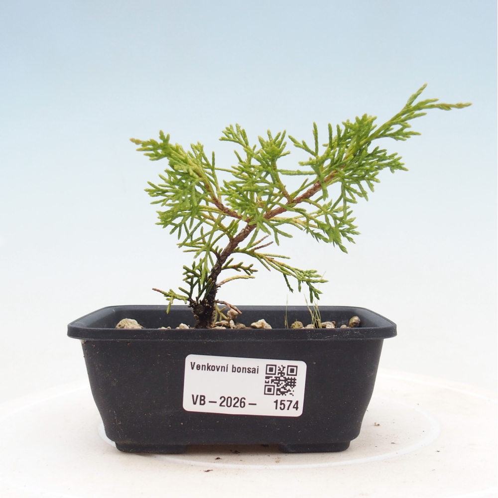 Outdoor bonsai - Juniperus chinensis Itoigawa
