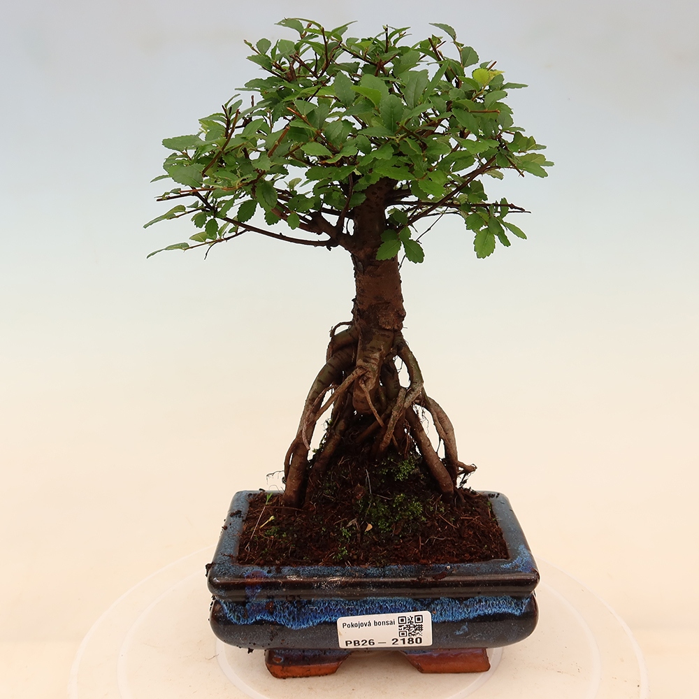 Pokój bonsai - Ulmus parvifolia - Wiąz drobnolistny