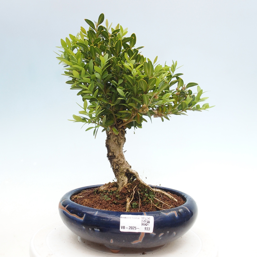 Bonsai ogrodowe - Buxus sempervirens - bukszpan