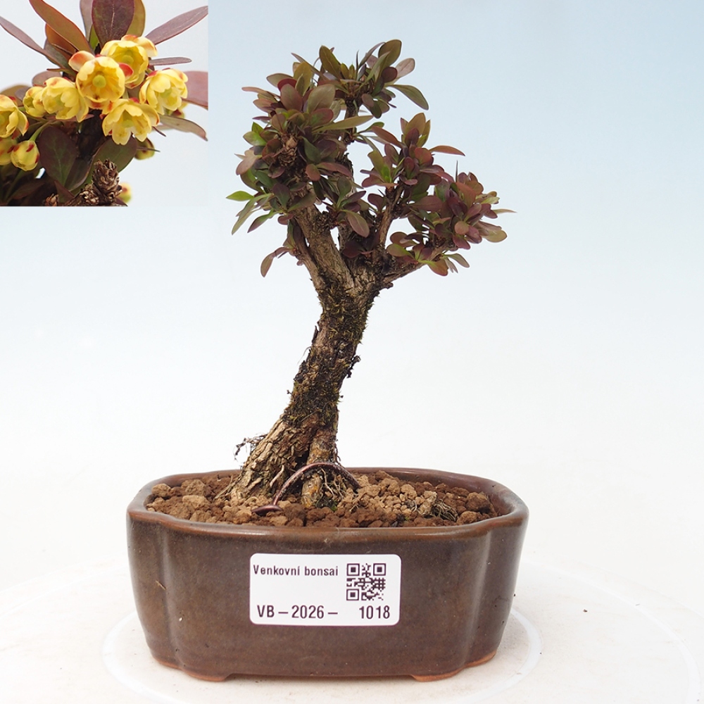 Bonsai zewnętrzne - Berberis Thunbergii Bagatelle