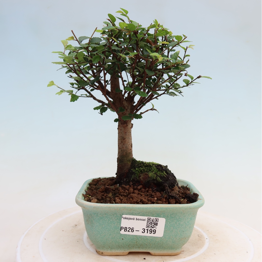 Pokój bonsai - Ulmus parvifolia - Wiąz drobnolistny