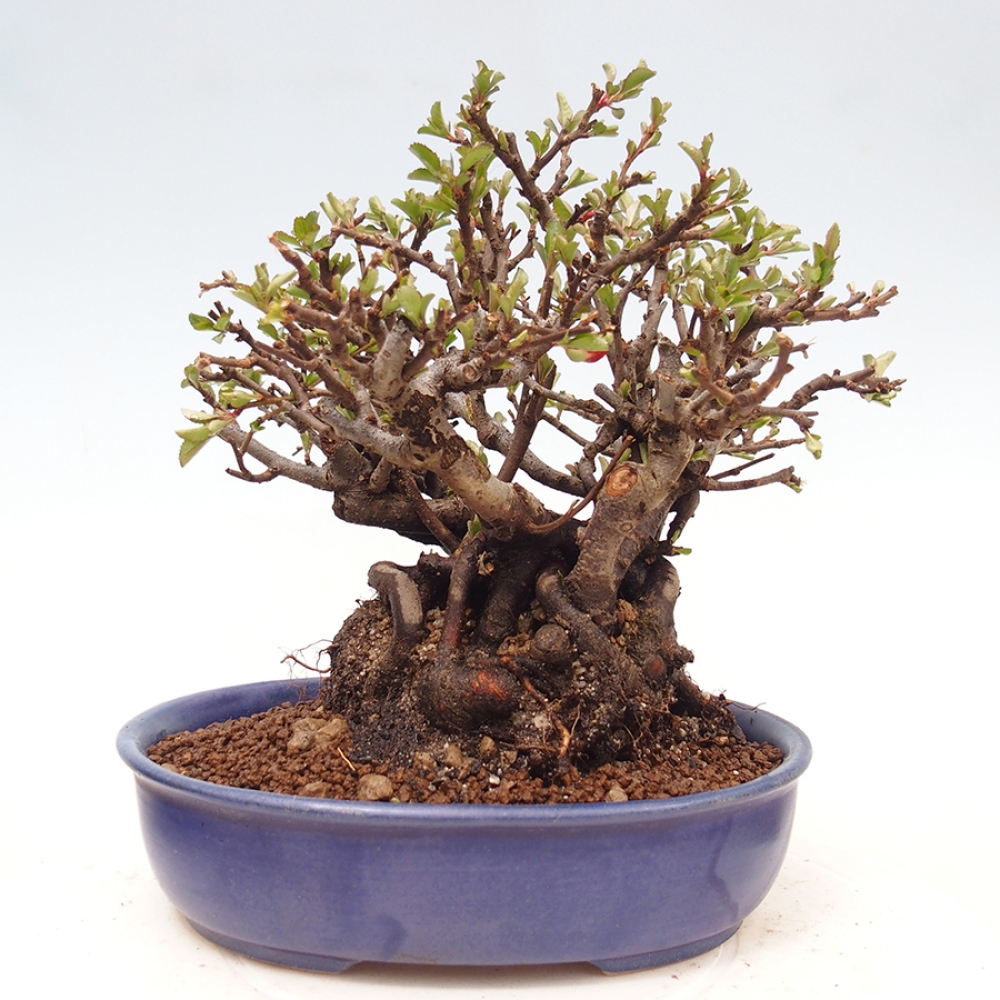 Bonsai zewnętrzne - Chaneomeles speciosa - Pigwa