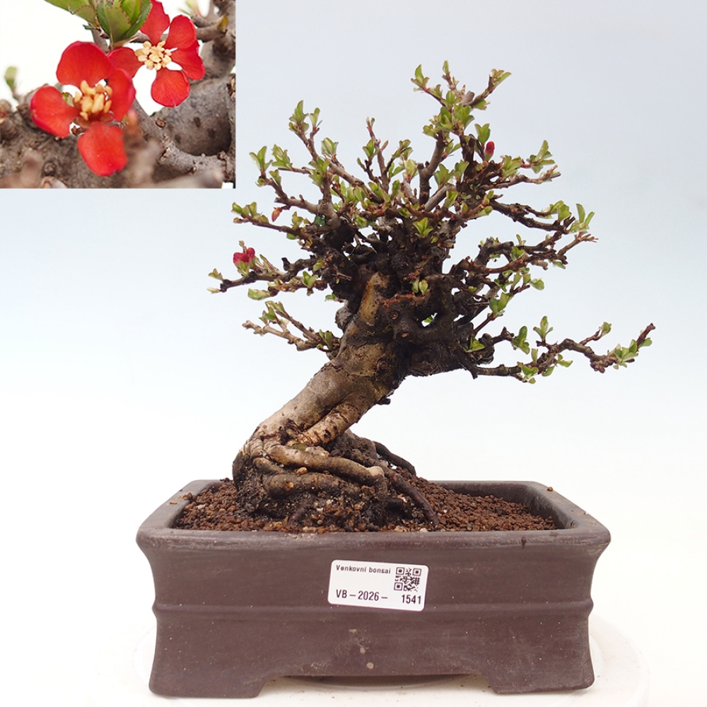 Bonsai zewnętrzne - Chaneomeles speciosa - Pigwa