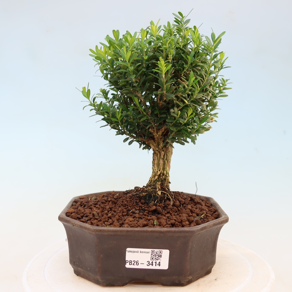 Pokój bonsai - Buxus harlandii - buxus korkowy