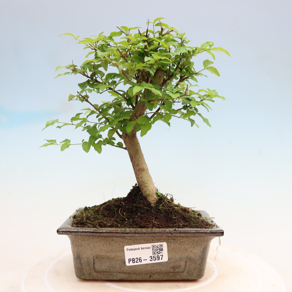 Pokój bonsai - Ligustrum chinensis - Dziób ptaka