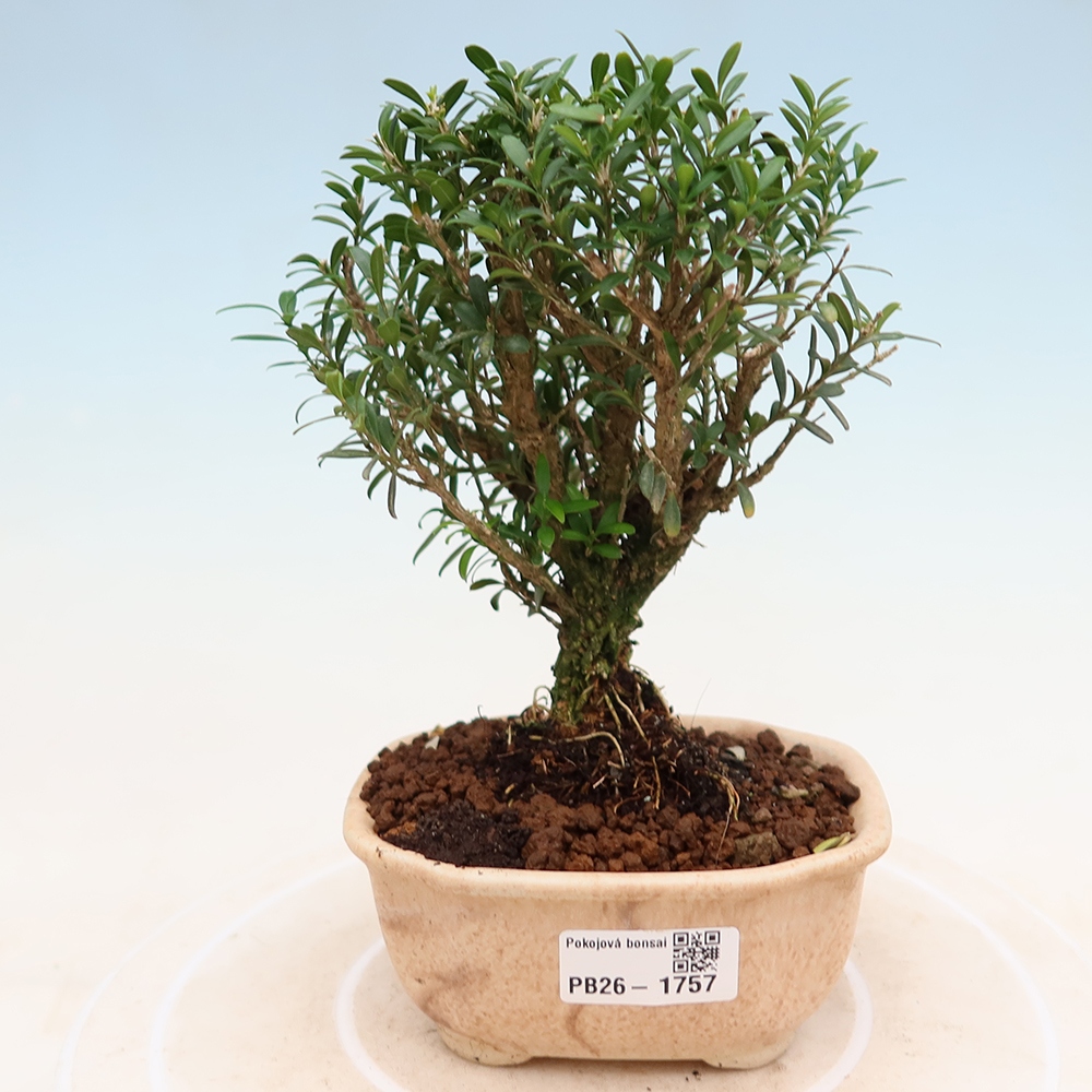 Pokój bonsai - Buxus harlandii - buxus korkowy