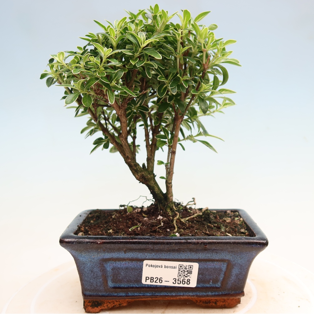Bonsai pokojowe – Serissa foetida Variegata – Drzewo tysiąca gwiazd