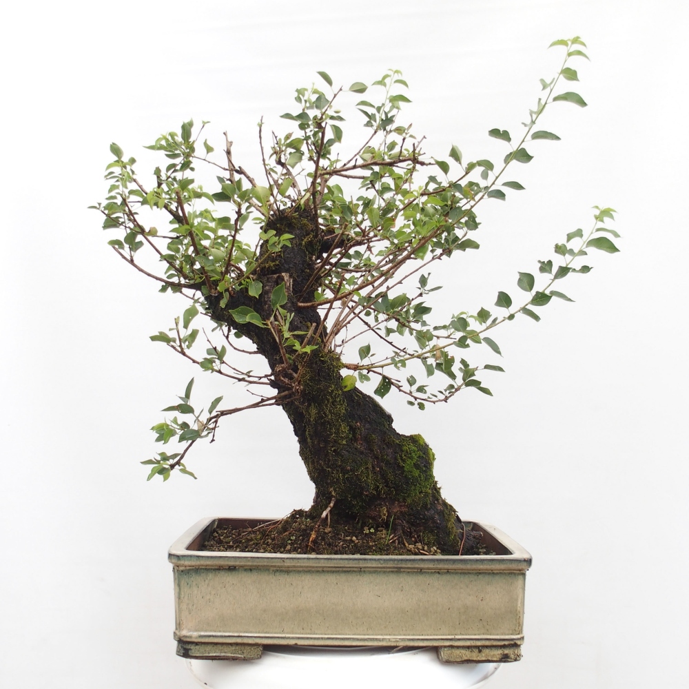 Bonsai na zewnątrz - Mahalebka - Prunus mahaleb