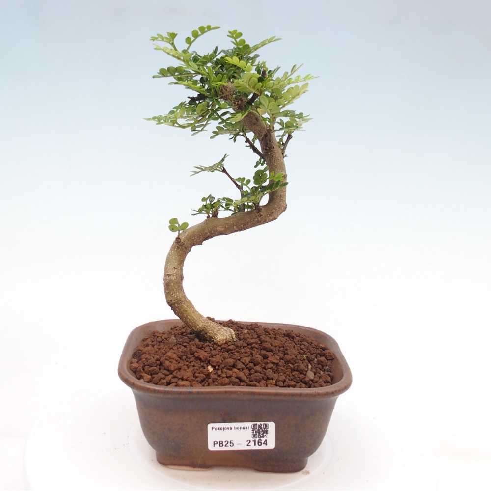 Indoor bonsai -Ligustrum chinensis - dziób ptaka