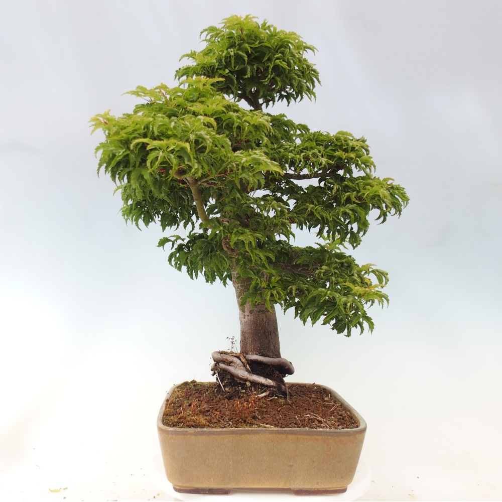 Outdoor bonsai - palma jaworowa Acer palmatum Shishigashira