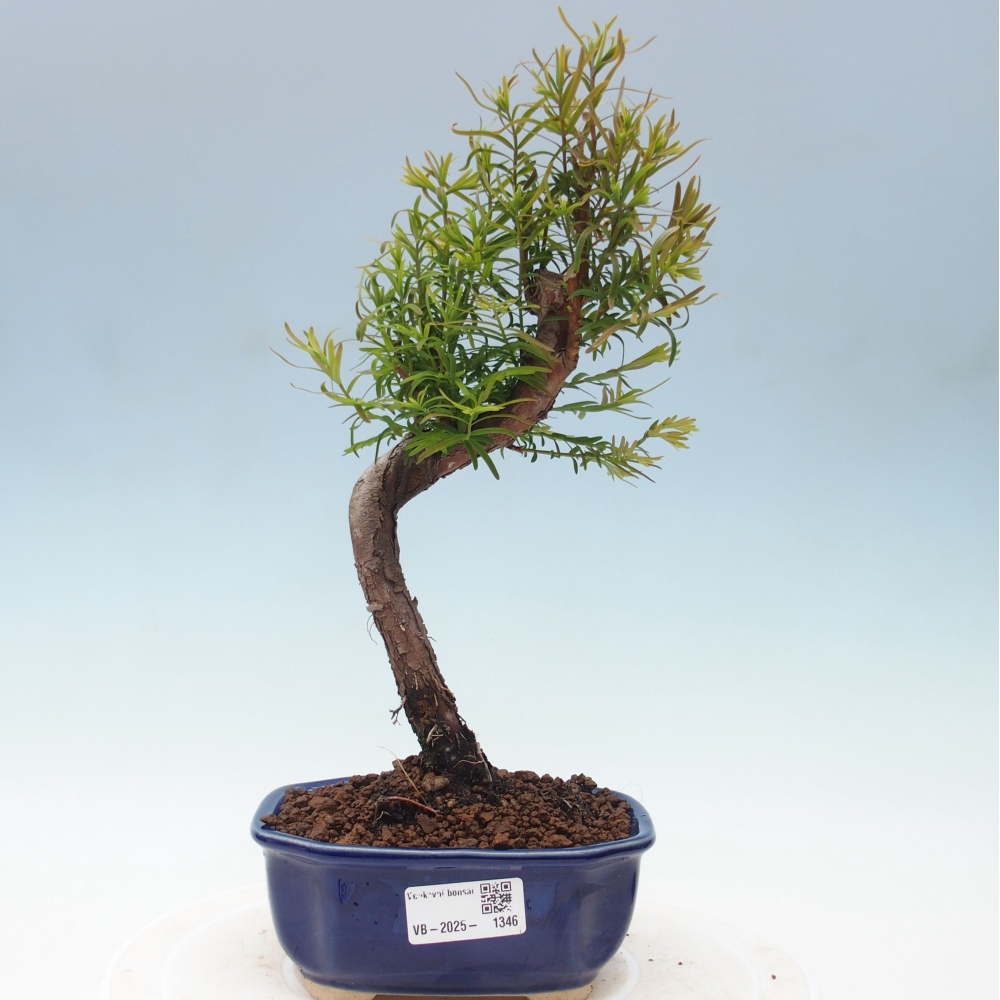 Outdoor bonsai - Metasequoia glyptostroboides - chińskie metasekvoje