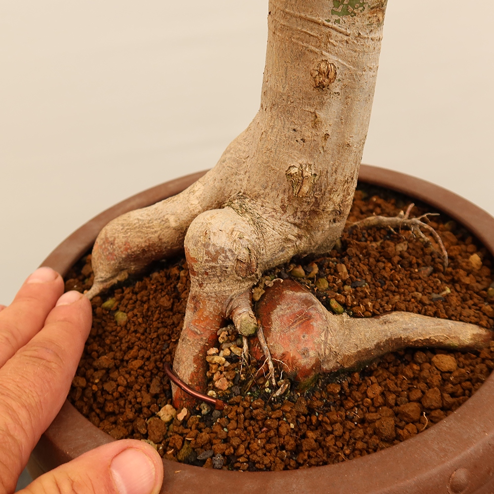 Outdoor bonsai - Klon palmowy - Palmy