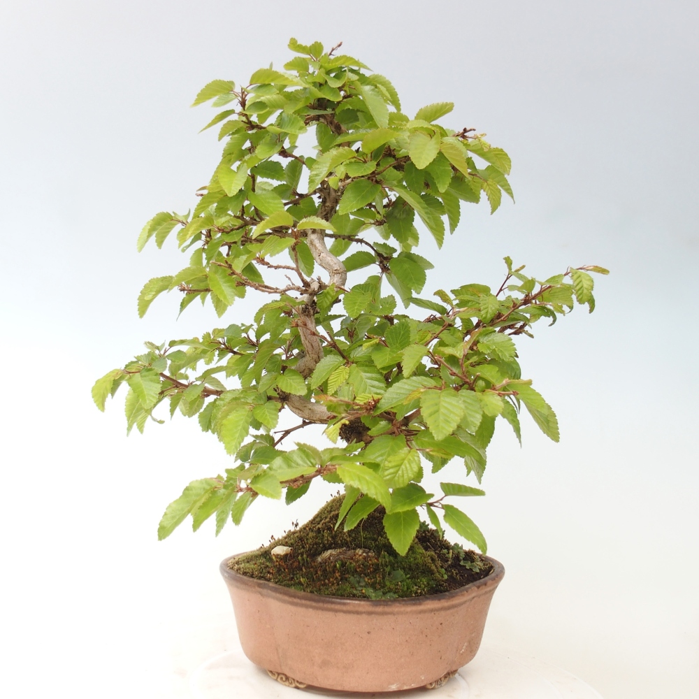 Outdoor bonsai - Carpinus CARPINOIDES - grab koreański