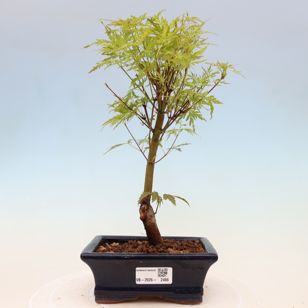 Outdoor bonsai - Acer palmatum Dissectum - Klon japoński 