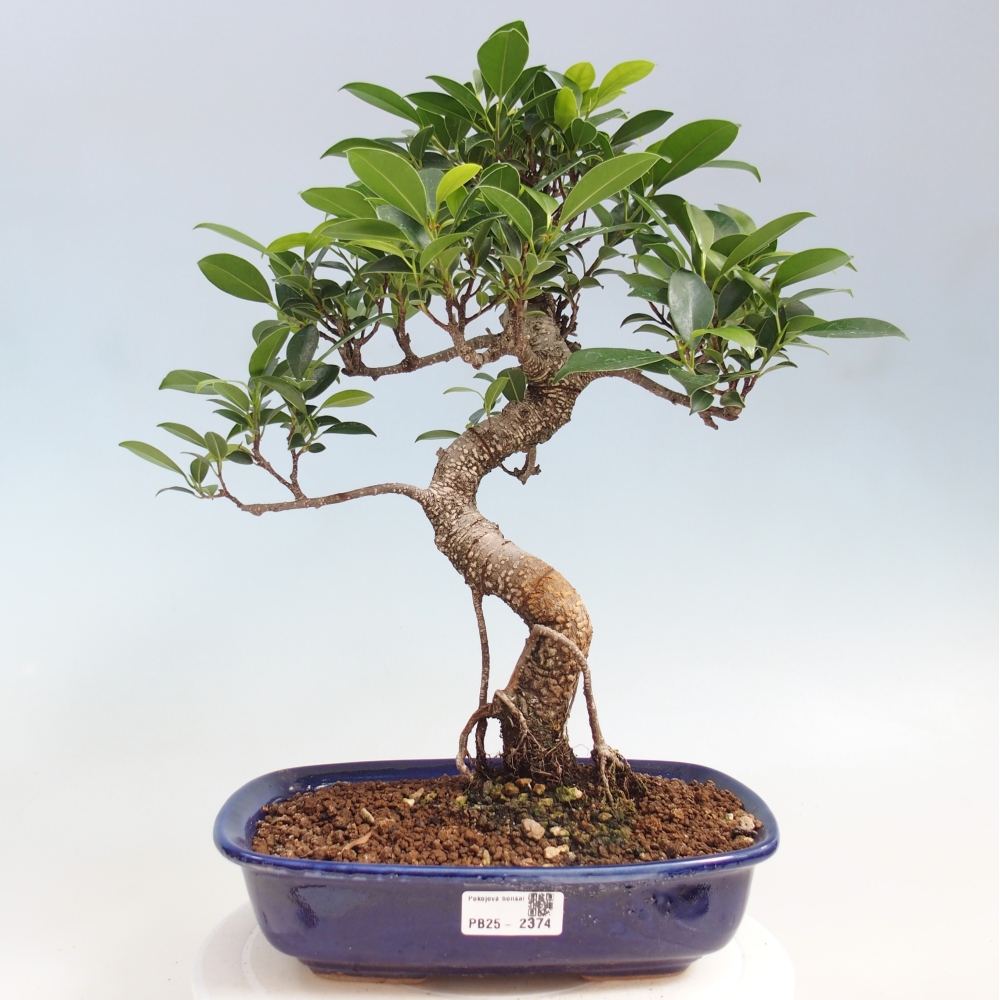 Kryty bonsai - kimono Ficus - figowiec drobnolistny