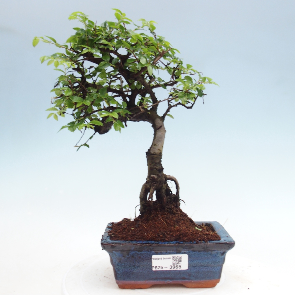 Pokój bonsai - Ulmus parvifolia - Wiąz drobnolistny
