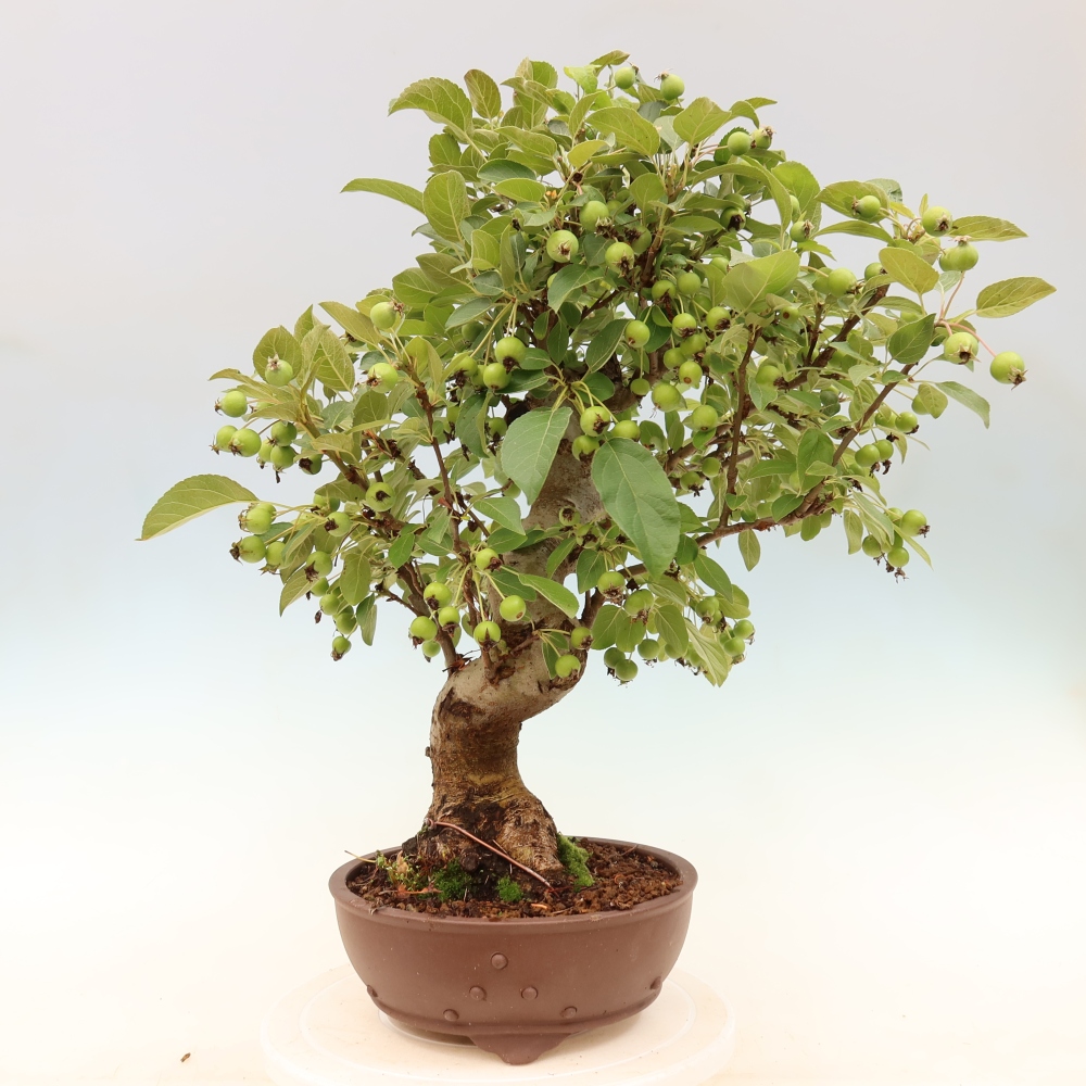 Outdoor bonsai - Malus halliana - Jabłoń drobnoowocowa
