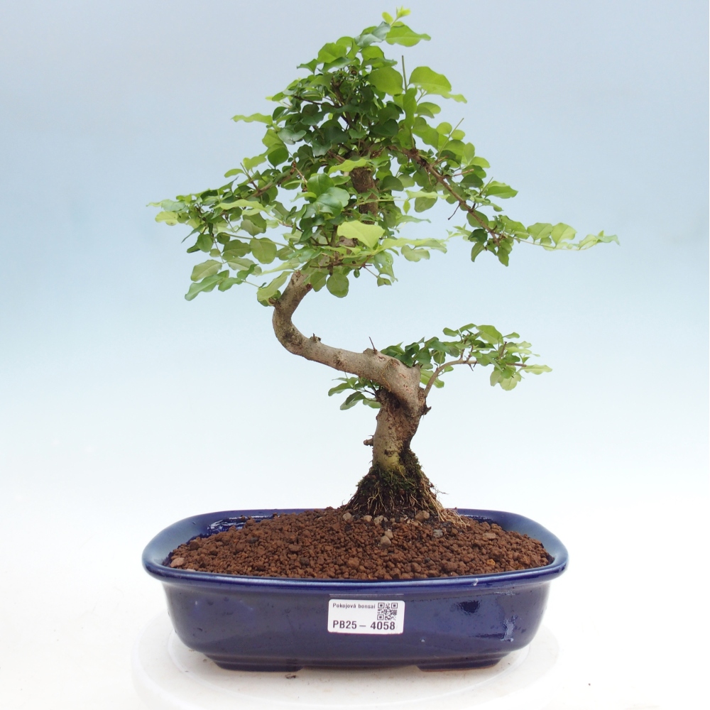 Pokój bonsai - Ligustrum chinensis - Dziób ptaka