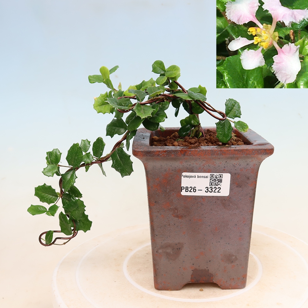 Bonsai pokojowe – Malpighia barbadoska – Malpighia coccigera