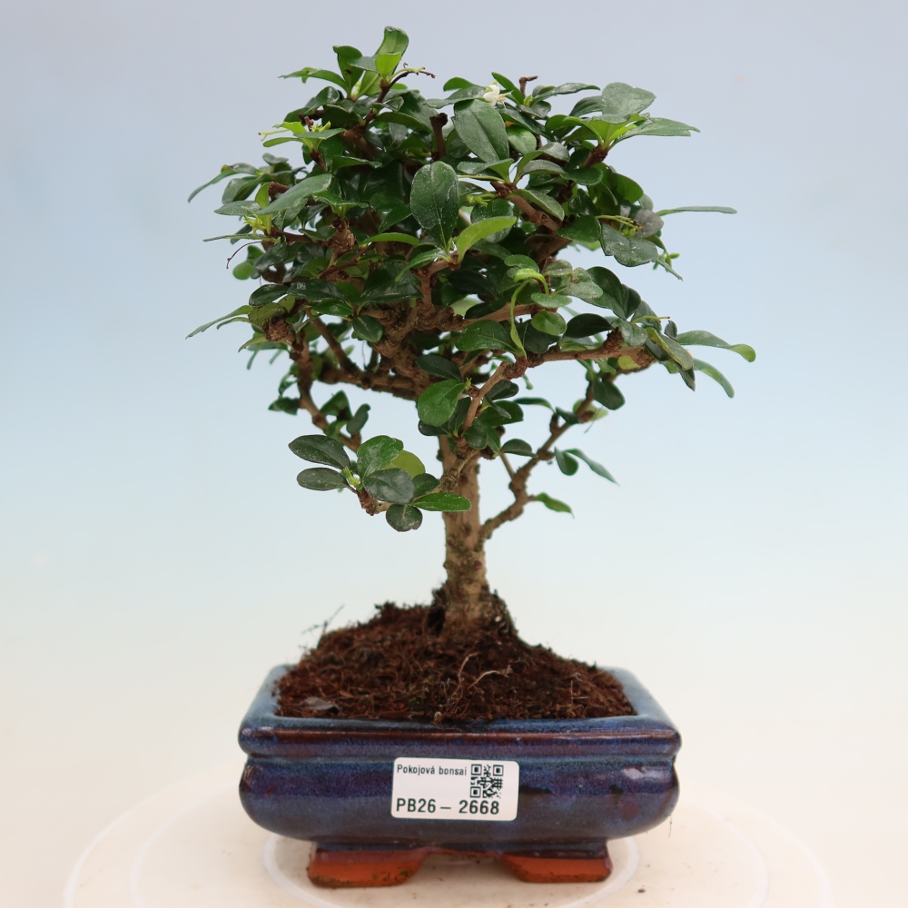 Bonsai pokojowe - Carmona macrophylla - Tea fuki