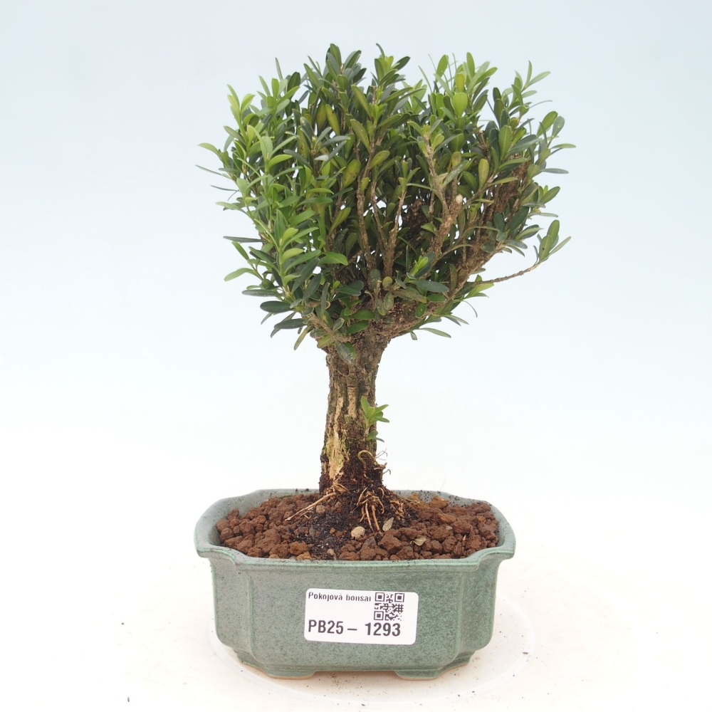 Bonsai pokojowe - Buxus harlandii - buxus korkowy