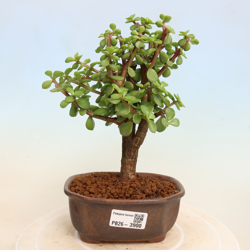 Pokój bonsai - Portulakaria Afra - Tlustice