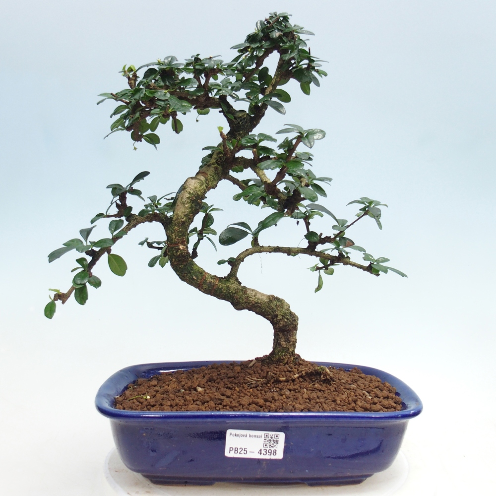 Bonsai pokojowe - Carmona macrophylla - Tea fuki