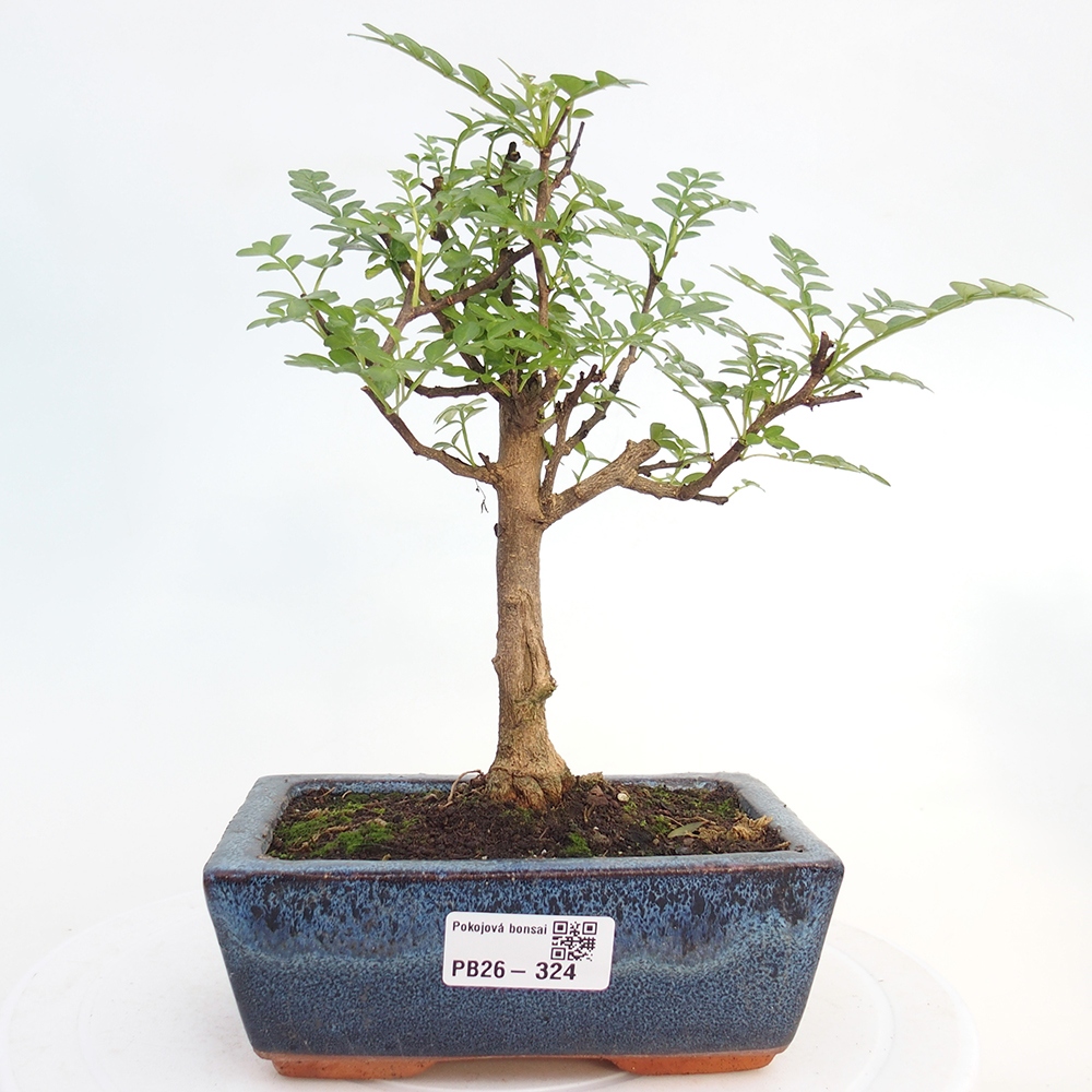 Pokój bonsai - Zantoxylum piperitum - drzewo pieprzowe