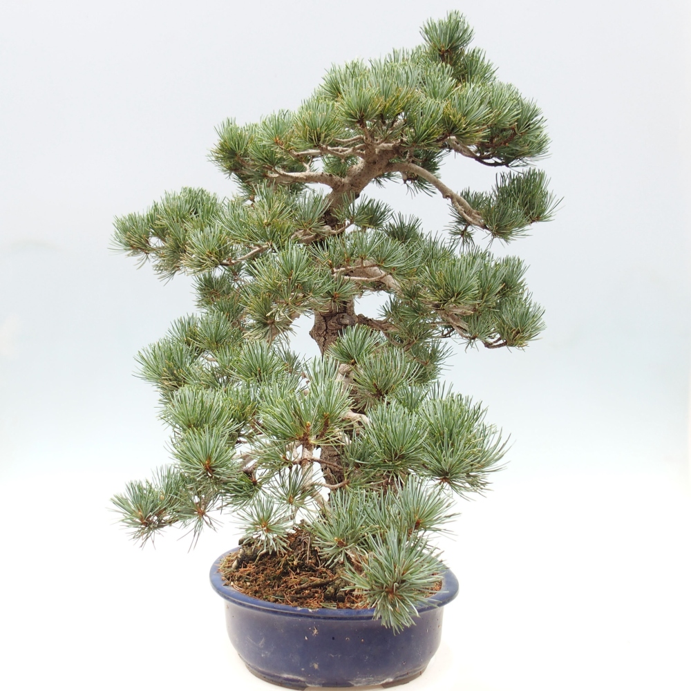 Outdoor bonsai - Pinus parviflora - Mała sosna