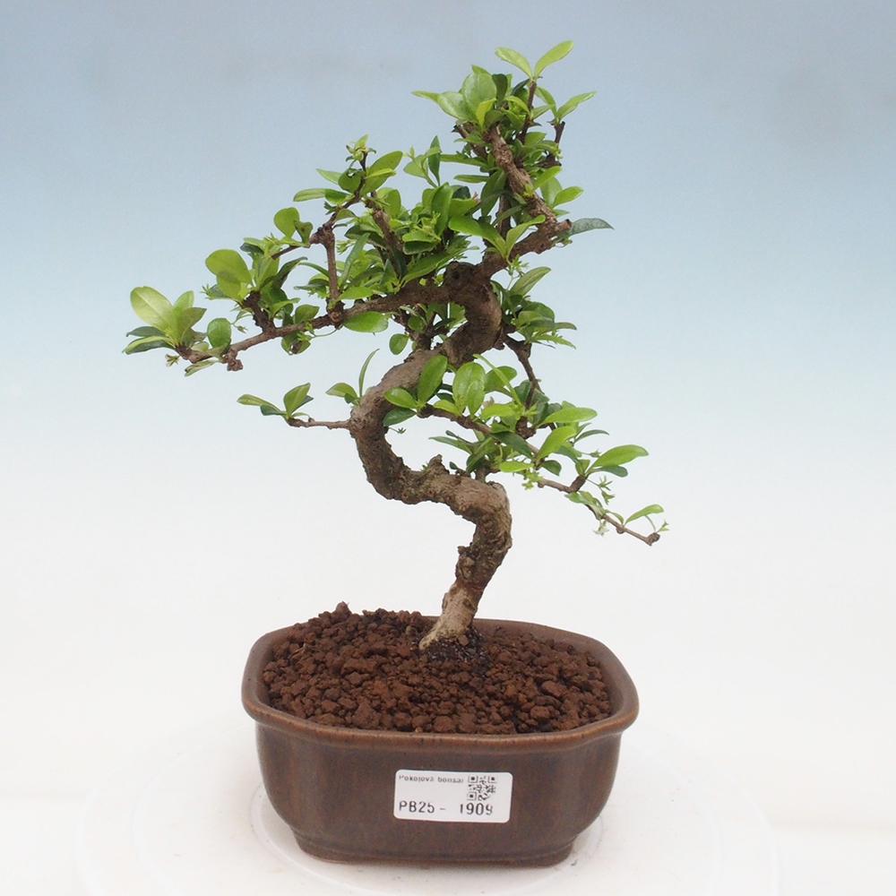 Bonsai wewnętrzne - Carmona makrophylla - Herbata Fuki