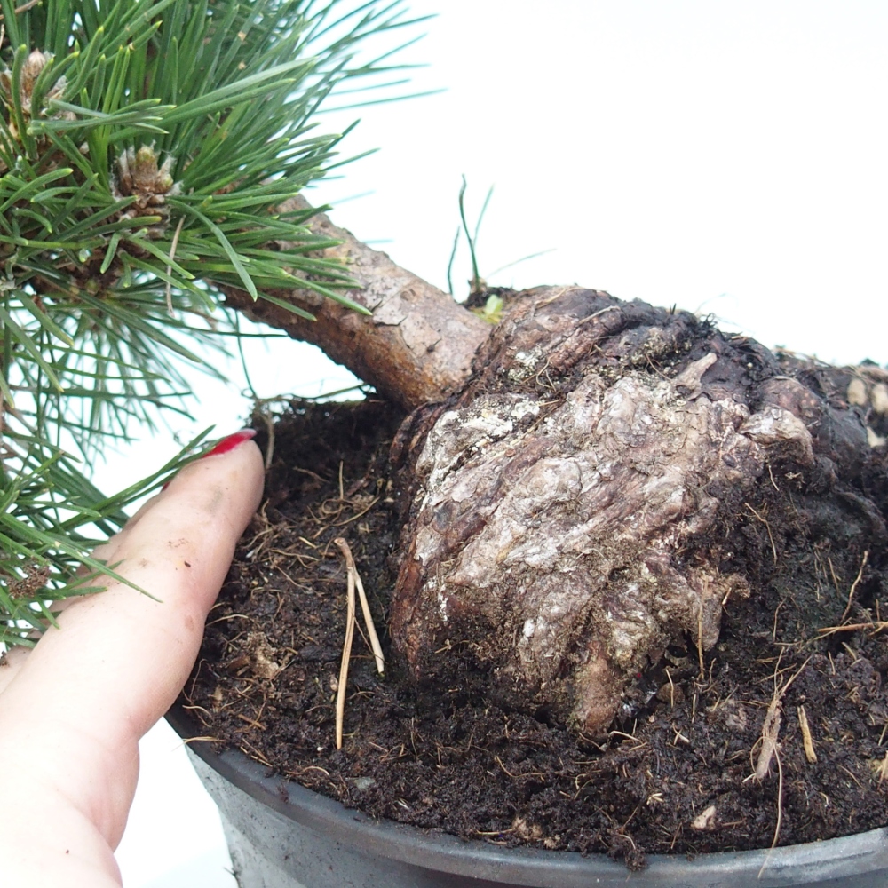 Outdoor bonsai - Pinus thunbergii senjyumaru - Sosna Thunberga