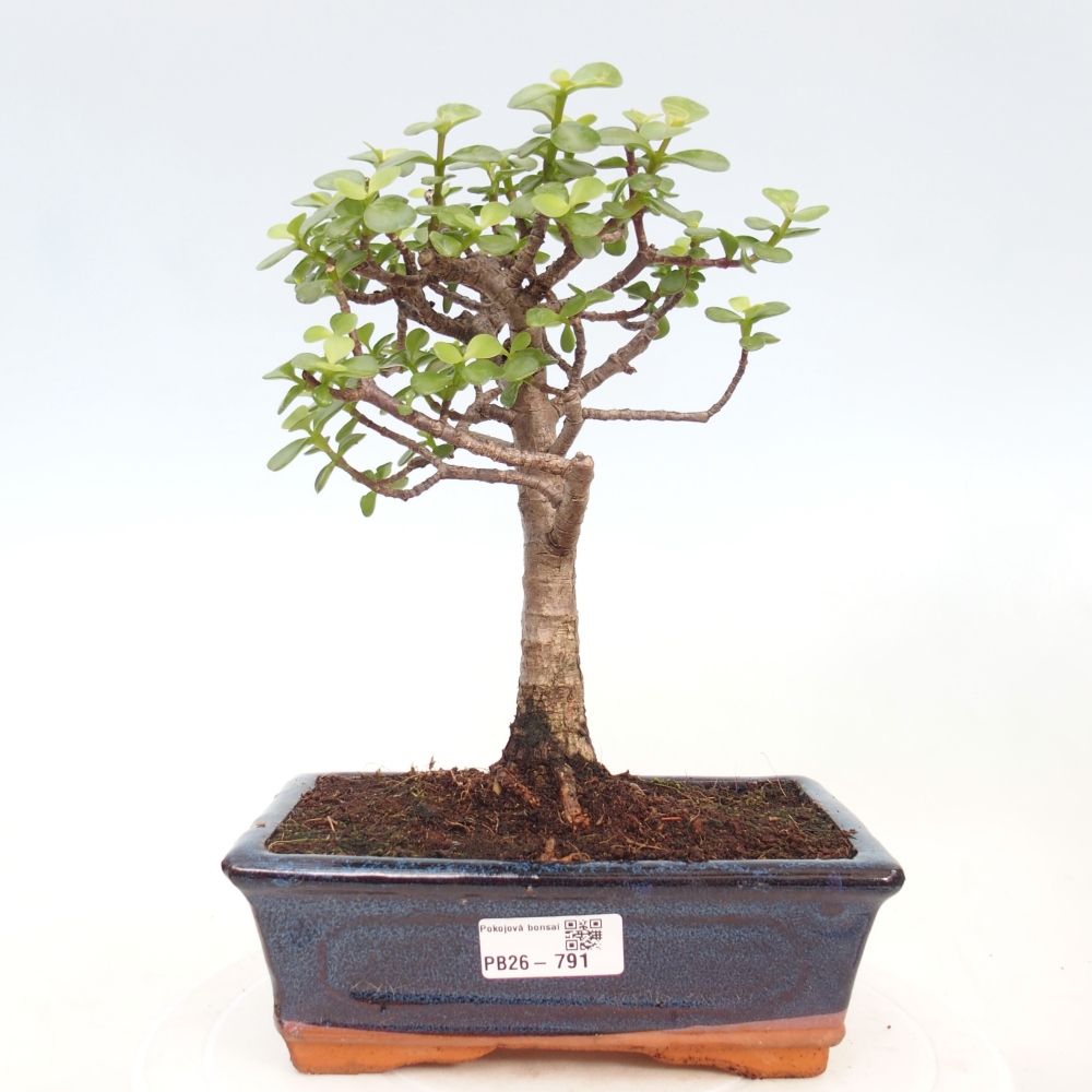 Pokój bonsai - Portulakaria Afra - Tlustice