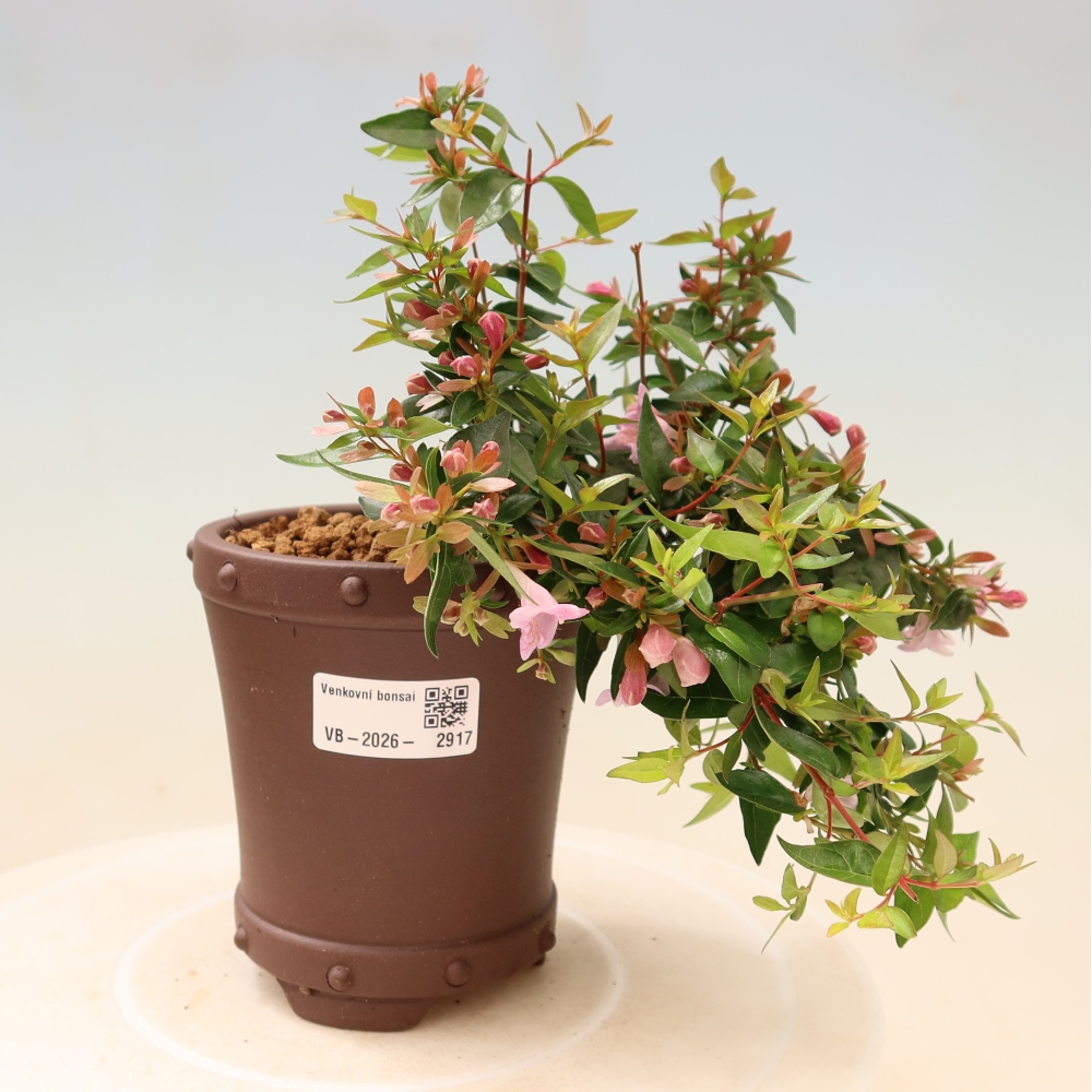 Bonsai ogrodowe – Abelia Edward Goucher – Abelia wielkokwiatowa