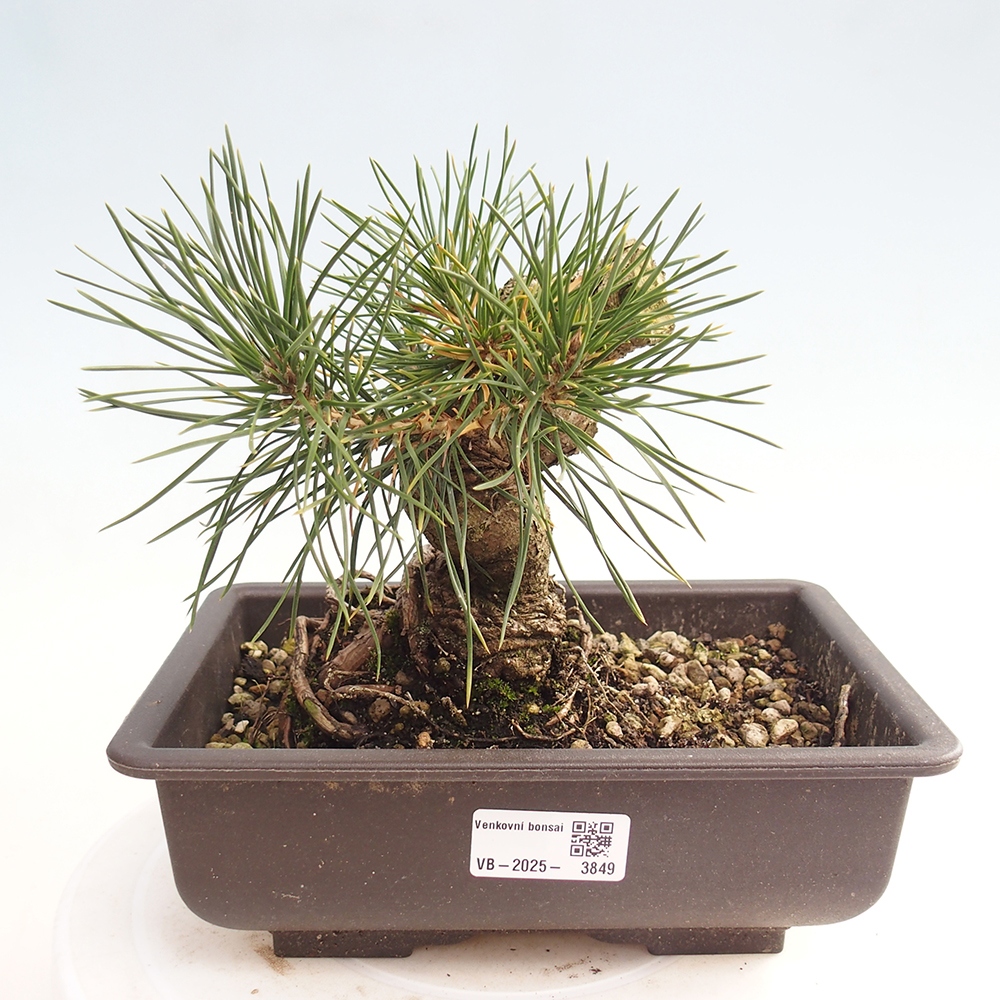 Outdoor bonsai - Pinus thunbergii - sosna Thunberga