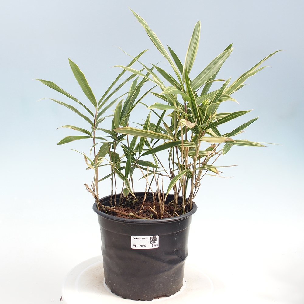Bonsai zewnętrzne - Sasaella masamuneana Albostriata - Bambus