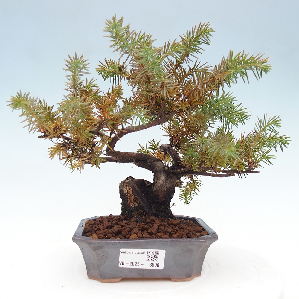 Outdoor bonsai - Juniper rigida - Juniperus rigida