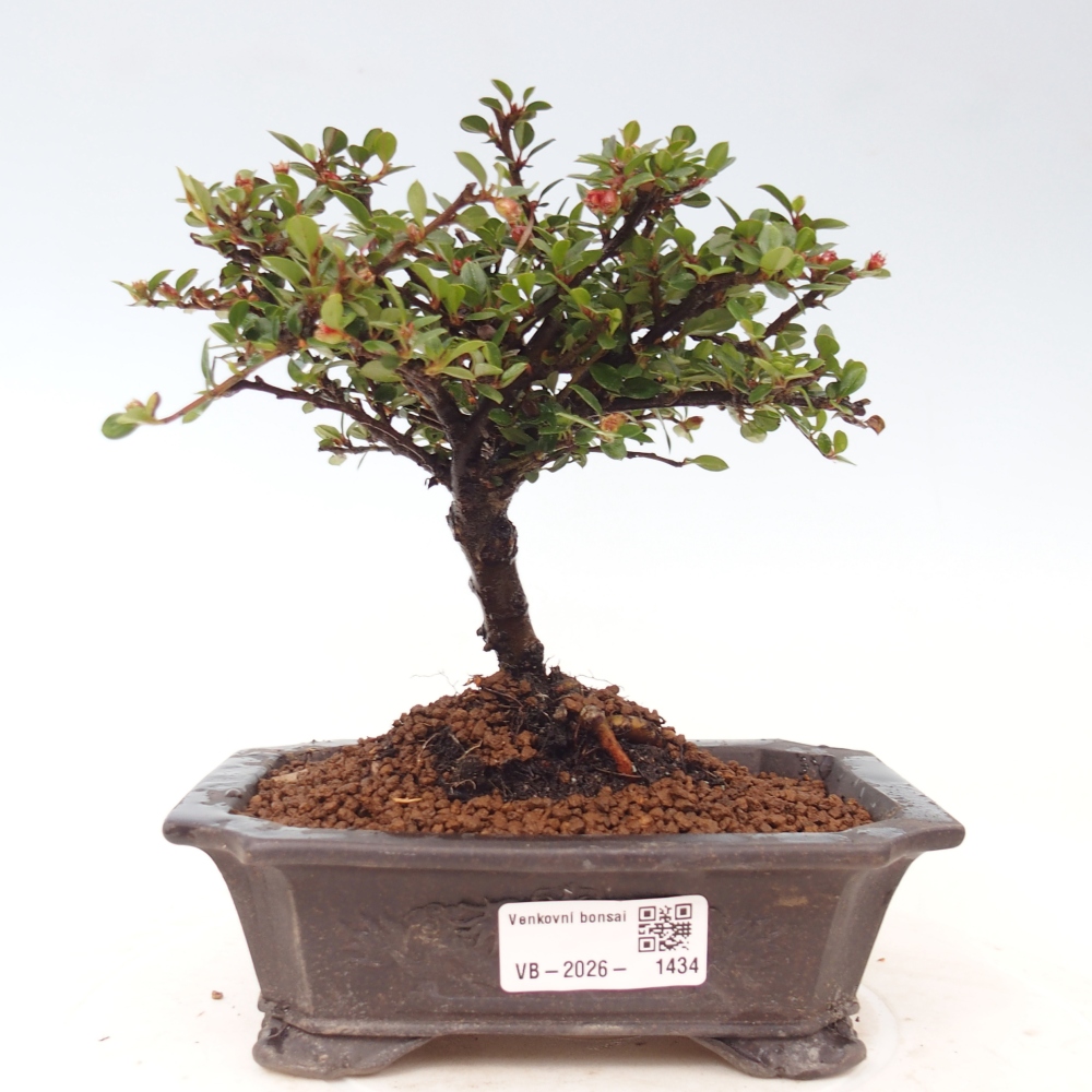 Outdoor bonsai - irga pozioma - Rocky Mountain