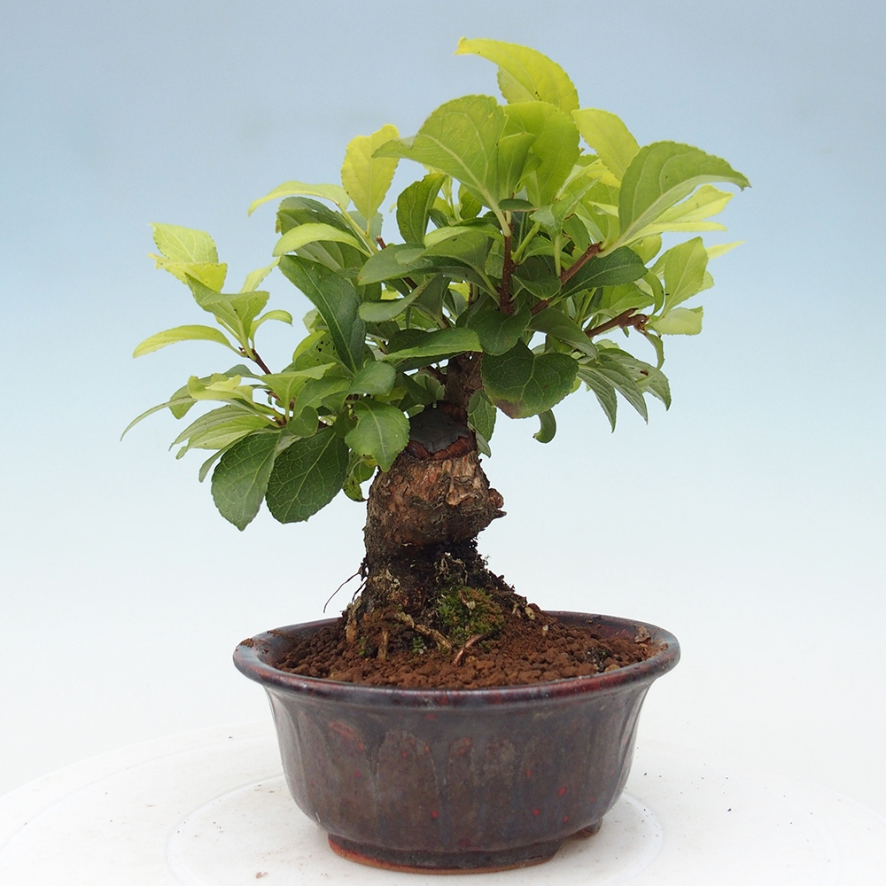 Bonsai na zewnątrz - Celastrus Jesenec