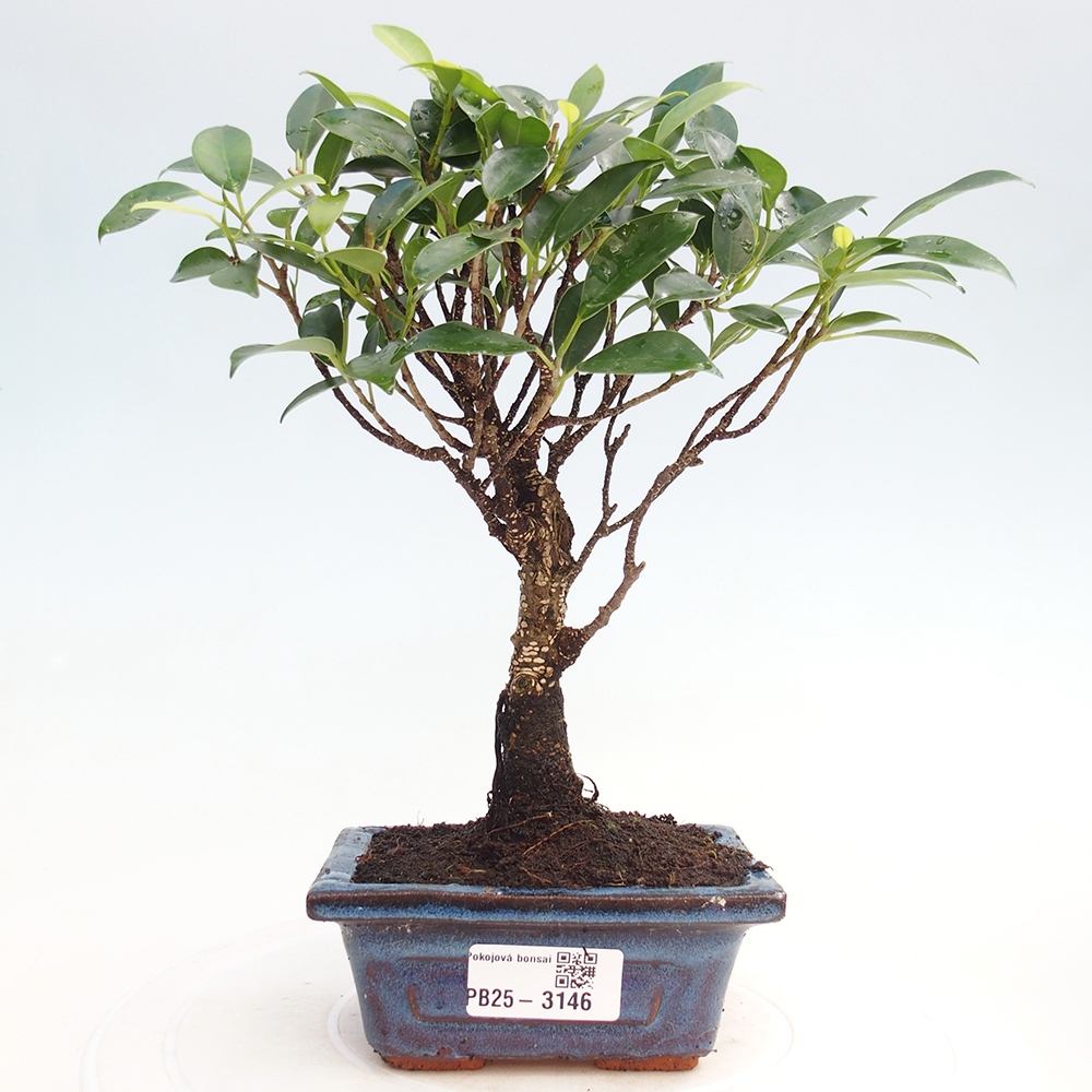 Pokój bonsai Ficus retusa kimmen
