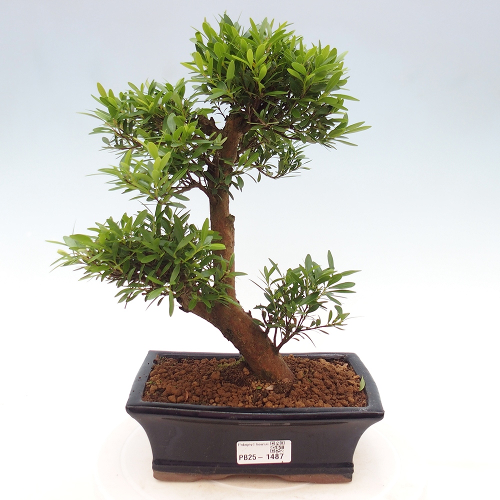 Pokój bonsai - Syzygium - Pimentovník
