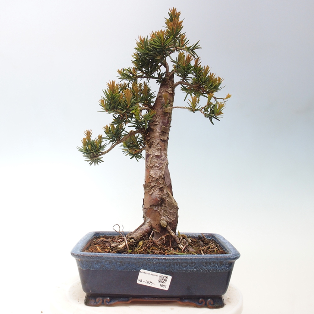 Bonsai na zewnątrz - Taxus cuspidata - cis japoński