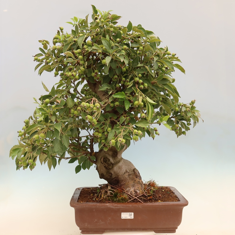Bonsai plenerowe - Malus Halliana - Jabłoń drobnoowocowa