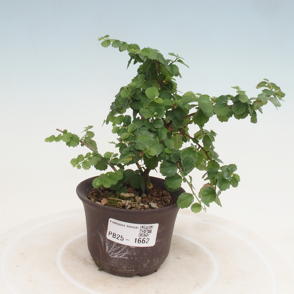 Bonsai wewnętrzne - Grewia sp. - Grewie drobnolistne