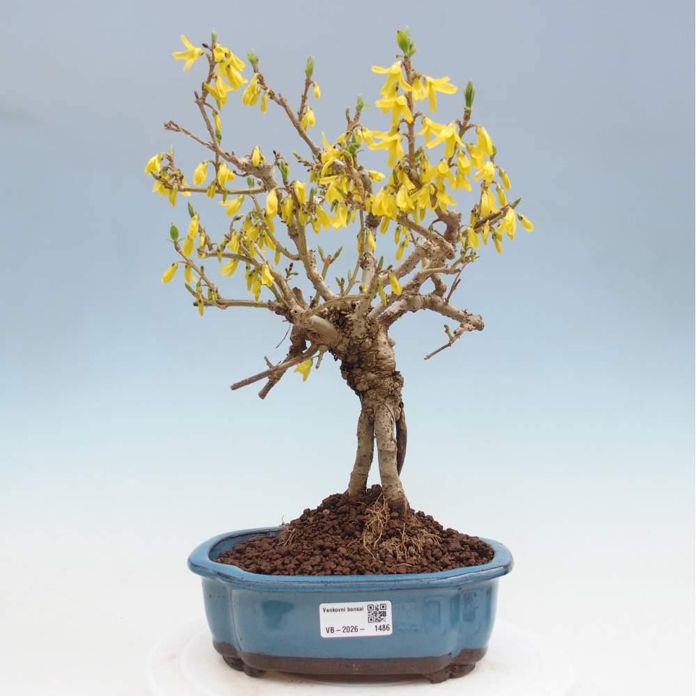 Outdoor bonsai - Zlatice - Forsycja koreańska