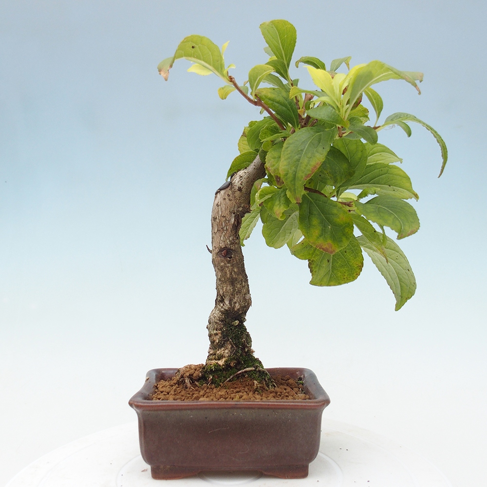 Bonsai na zewnątrz - Celastrus Jesenec