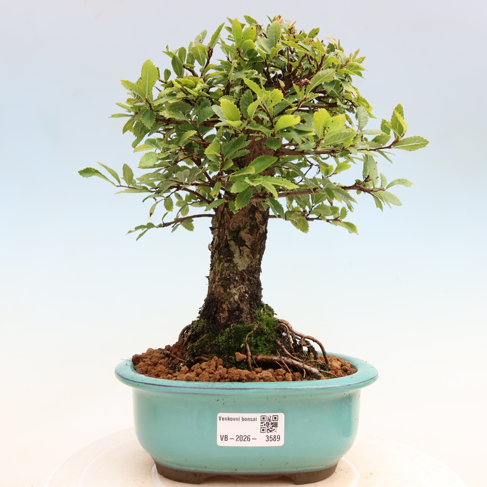 Bonsai zewnętrzne - Zelkova - Zelkova NIRE