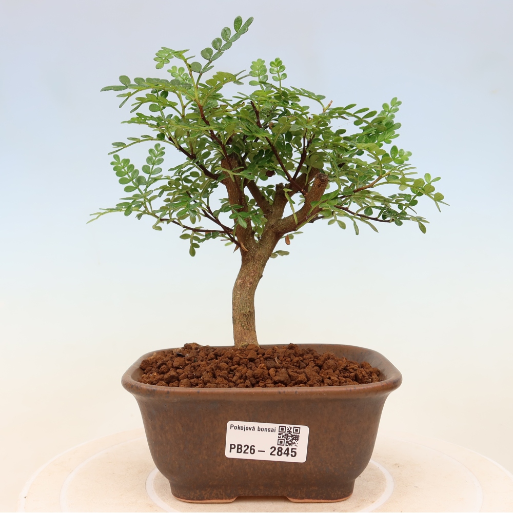 Pokój bonsai - Zantoxylum piperitum - drzewo pieprzowe