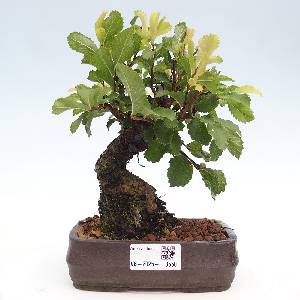 Bonsai zewnętrzne - Zelkova - Zelkova NIRE