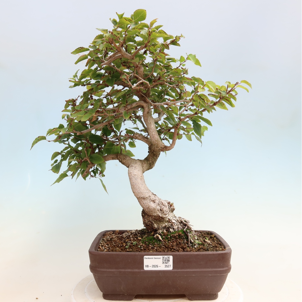 Outdoor bonsai - Carpinus CARPINOIDES - grab koreański