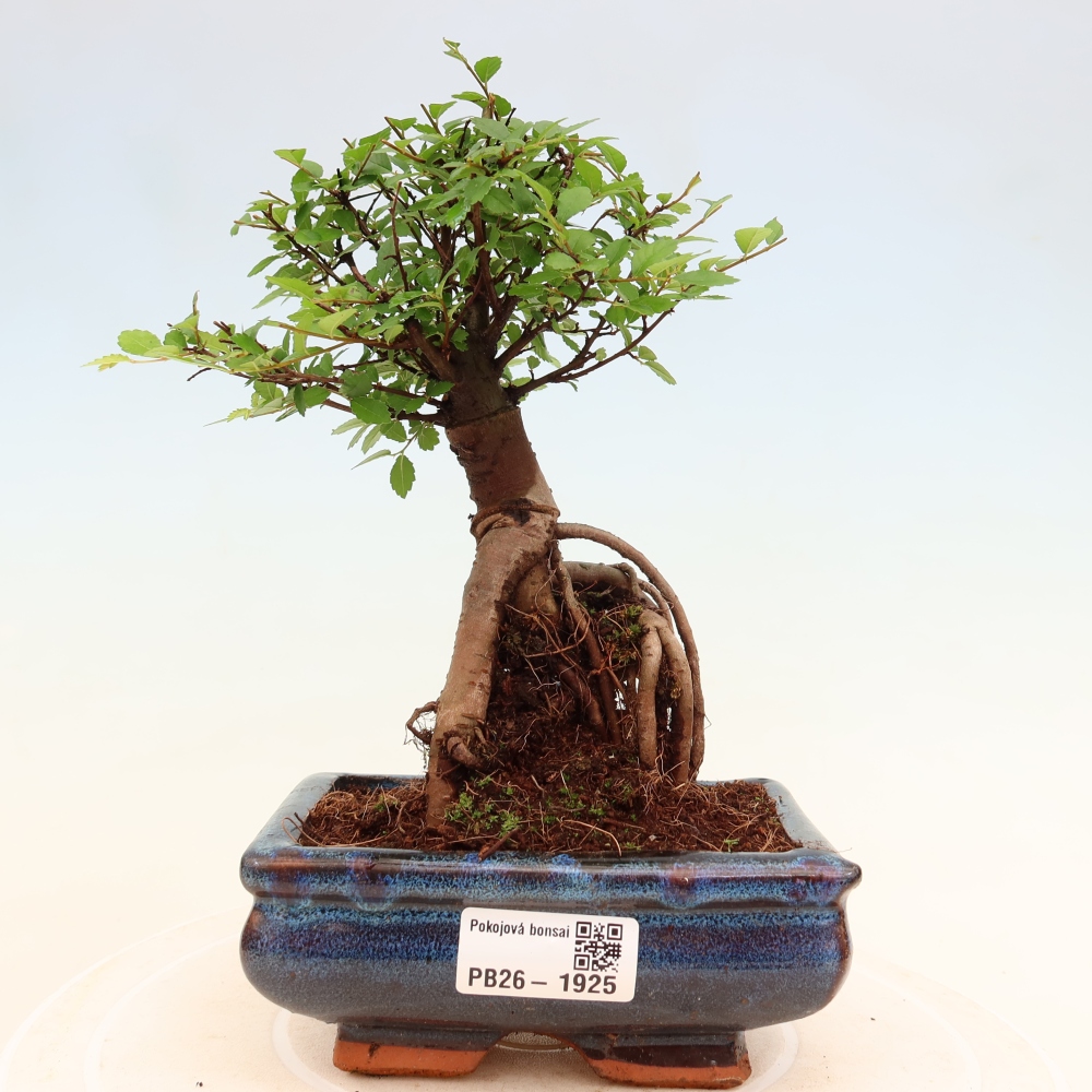 Pokój bonsai - Ulmus parvifolia - Wiąz drobnolistny